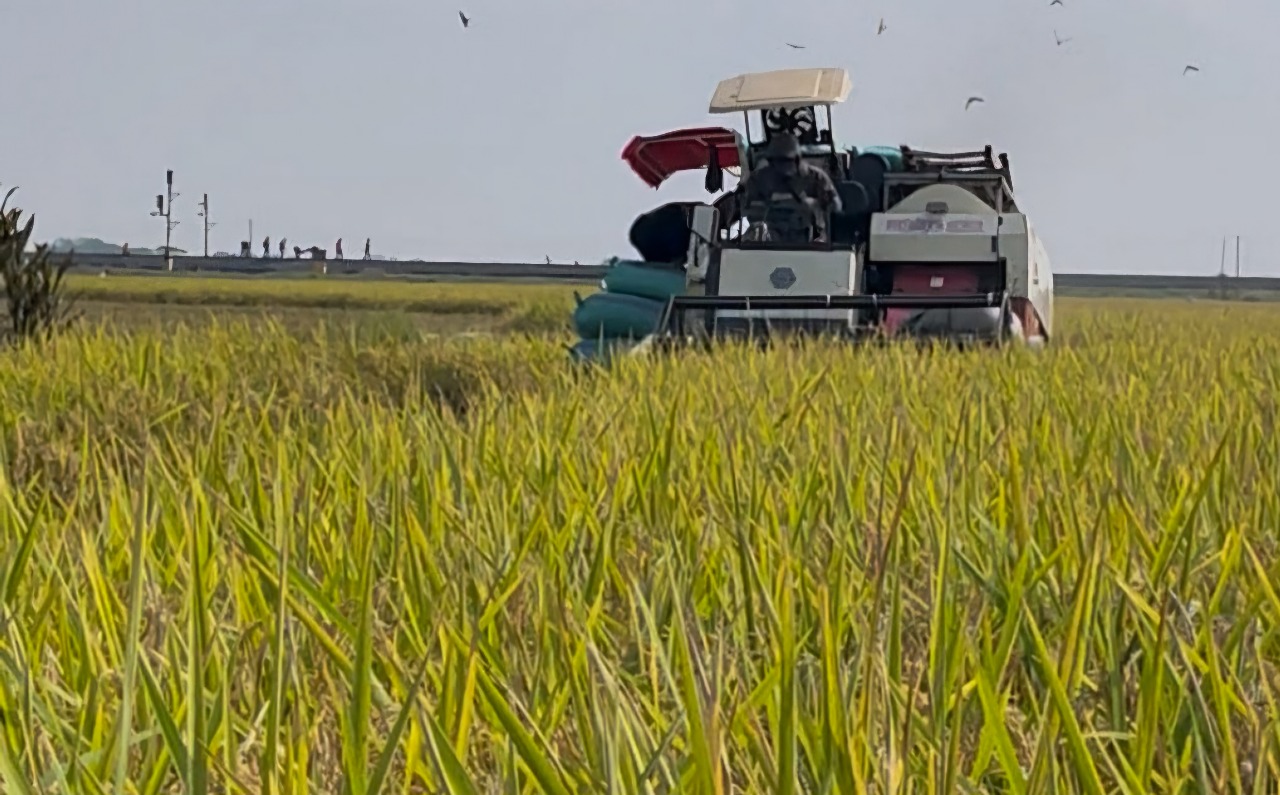 Produksi Tinggi, Harga Gabah Tetap Menguntungkan Petani Indramayu