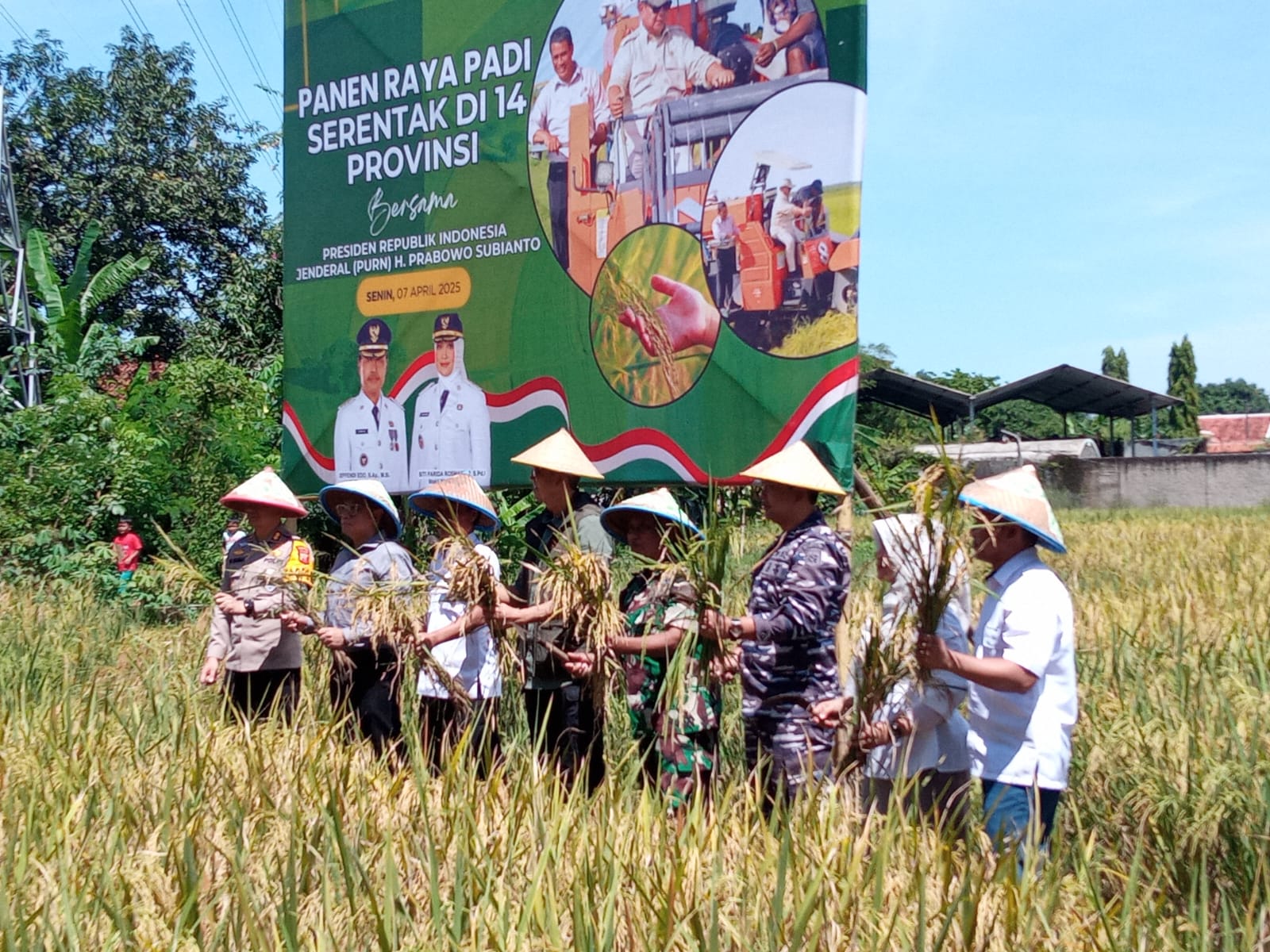 Panen Raya Padi di Kota Cirebon Diikuti Forkopimda dan Tokoh Masyarakat, Walikota Dukung Sektor Pertanian