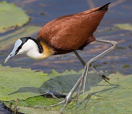 Burung Jakana Afrika Sang Ayah yang Bertanggung Jawab dengan Anaknya 