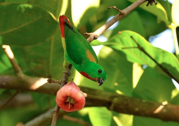 Ingin Punya Burung Serindit Gacor, 4 Makanan Burung Serindit yang Bikin Gacor 