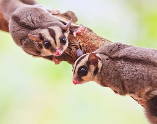 7 Jenis Sugar Glider yang Lucu dan Jinak, Cocok Sebagai Hewan Peliharaan 