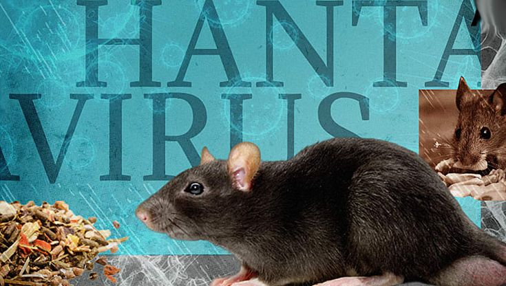 Mengenal Apa Itu Hantavirus: Infeksi Paru-Paru yang Dibawa oleh Tikus