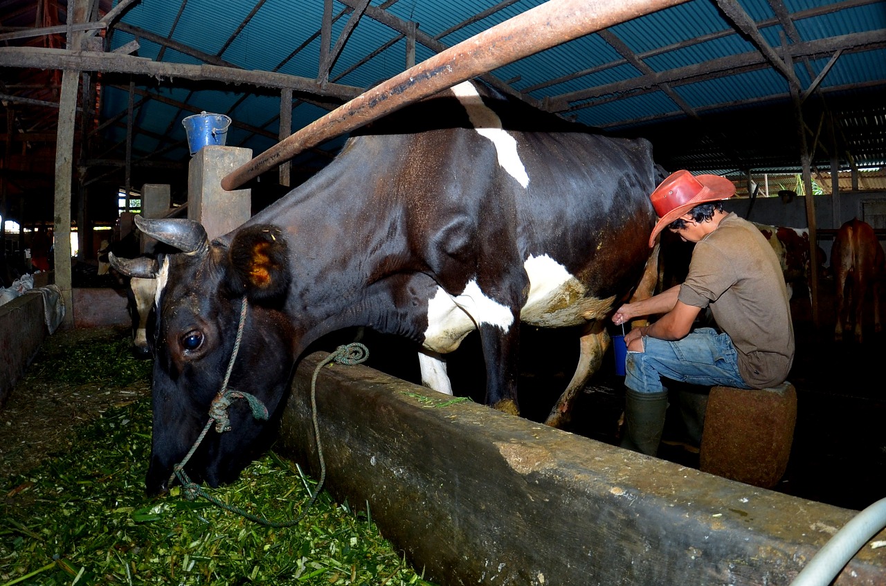 Kisah Pengusaha Pakan Ternak dari Ponorogo Ini Buktikan KUR BRI Bisa Bikin Usaha Berkembang