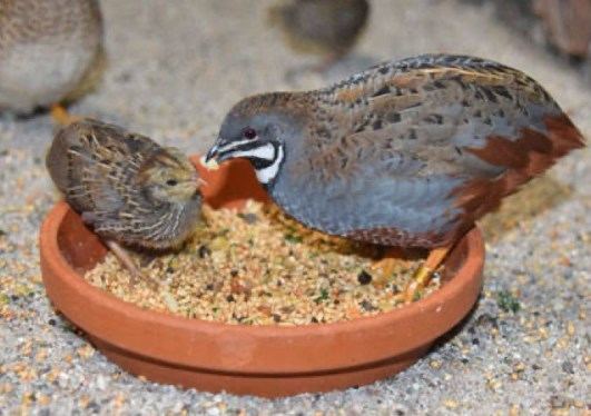 4 Jenis Burung Puyuh Hias yang Sangat Eksotis dan Dapat Kamu Pelihara