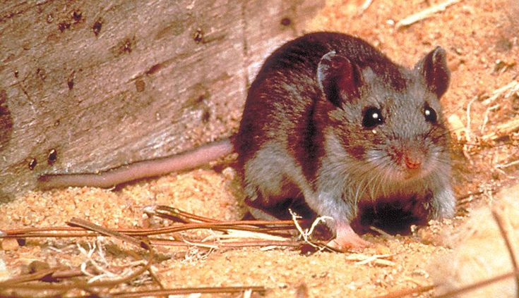 Kenali Gejala Hantavirus pada Manusia Sejak Dini dan Cara Mencegahnya