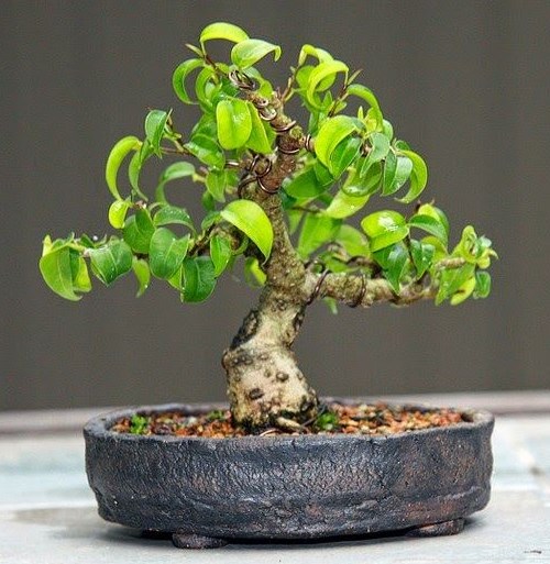 3 Tanaman Bonsai Mini yang Gampang Dirawat, Cukup Dengan Media Pot 