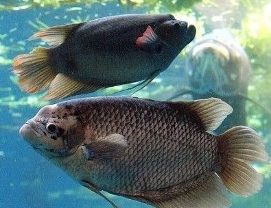 5 Jenis Ikan Konsumsi Air Tawar yang Mudah Dibudidayakan 