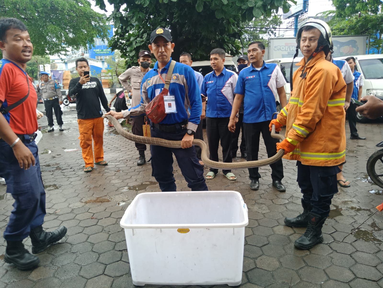 Paket Berisi Ular King Kobra Lepas, Gentayangan di Gudang  