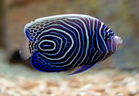 Sangat Bermanfaat, 4 Manfaat Memelihara Ikan Hias Laut yang Membuat Kamu Rileks