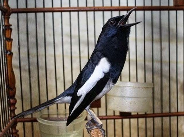 Cara Merawat Burung Kacer Agar Gacor Kicauannya, Bagi Para Pemula 