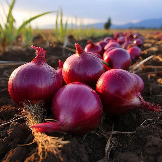 7 Manfaat Tersembunyi Bawang Merah yang Mungkin Belum kamu Tahu