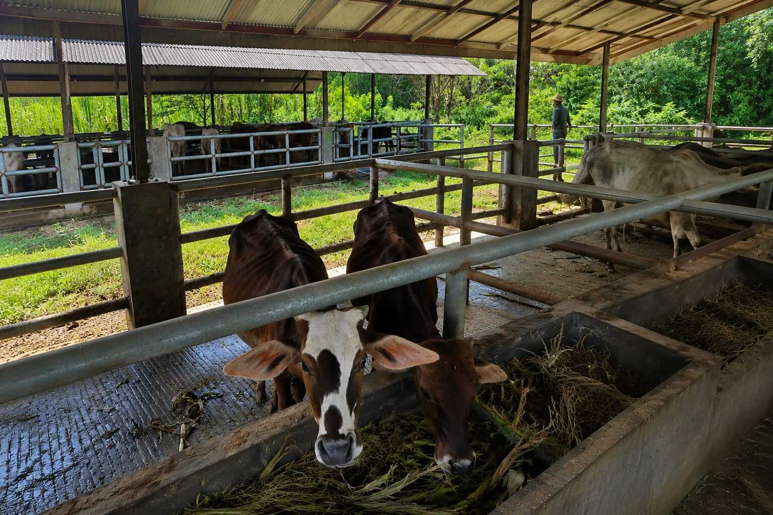41 Sapi Pemkab Cirebon Gagal Lelang, DPRD Kritik Dinas Pertanian