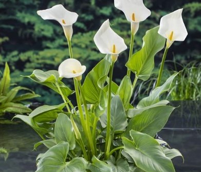 Tanaman Hias Kolam ikan yang Bisa Mempercantik Kolam dan Juga Membuat Kolam Ikan Kamu Semakin Asri 