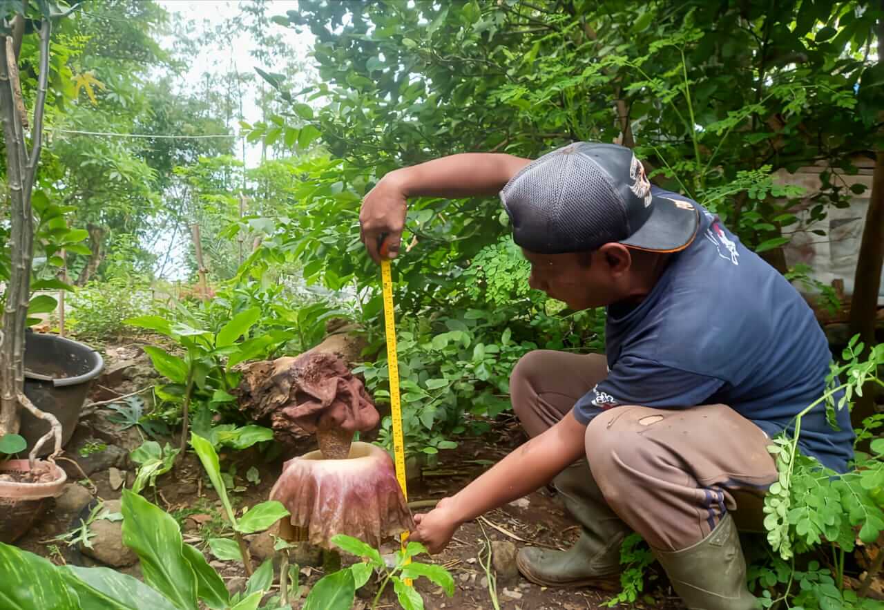 Gempar! Bunga Bangkai Muncul di Area Pemakaman, Warga Talun Berbondong-Bondong Datang