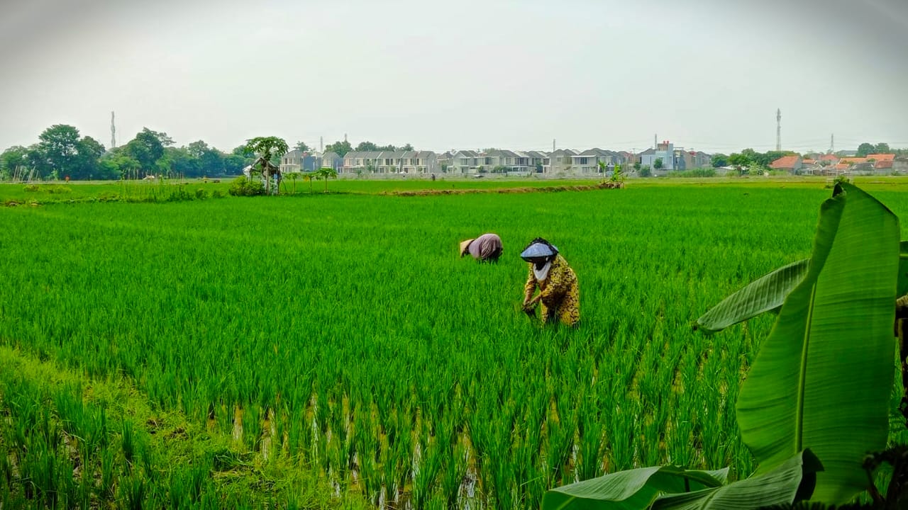 Program Asuransi Ditinggalkan Petani