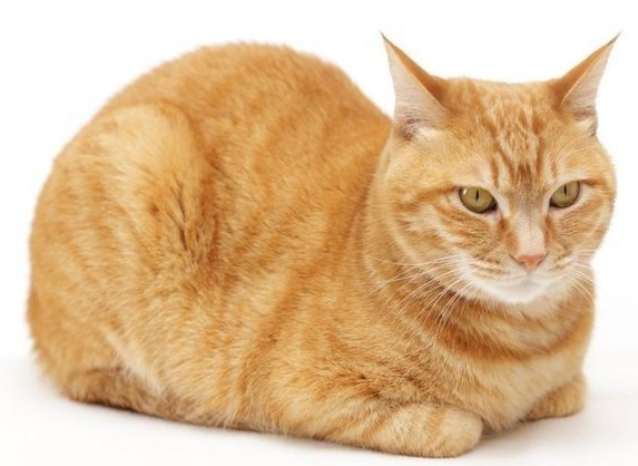 Apa Itu Cat Loaf, Dibalik Pose Menggemaskan Ternyata Memiliki Arti 