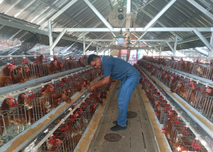 Pemdes Tuk Karangsuwung Dorong Program Ketahanan Pangan Ayam Petelur