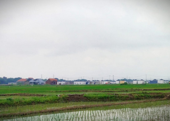 Ribuan Hektare Sawah Lenyap, Jadi Kawasan Permukiman