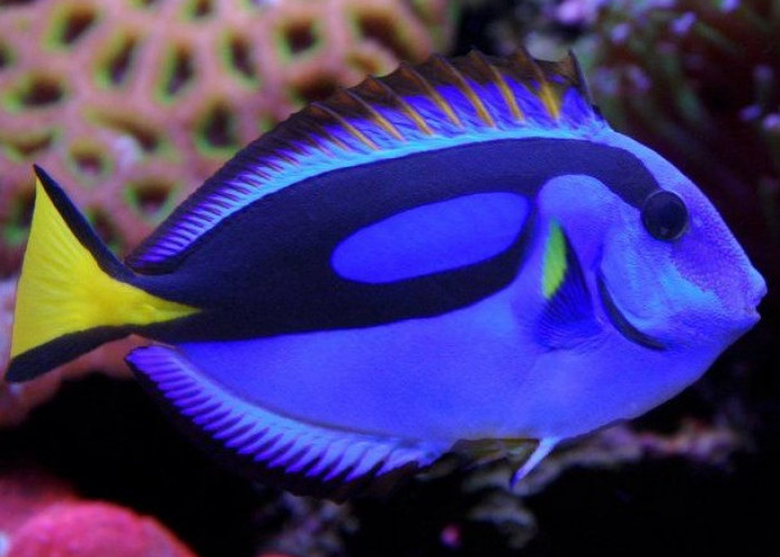 6 Jenis Ikan Tang yang Sangat Cantik, Ikan Nemo Biru yang Ramai Dicari 