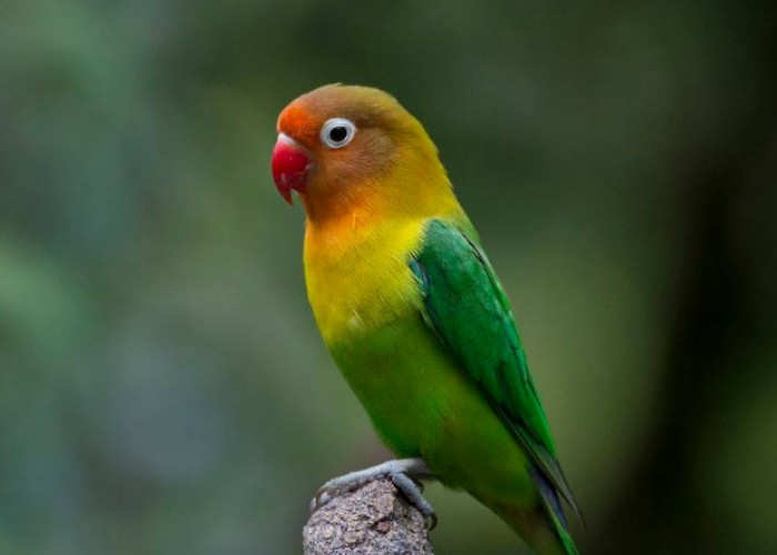 Jangan Sembarangan Melepasliarkan, 4 Alasan Burung Lovebird Tangkaran Tidak Boleh Dilepasliarkan Sembarangan 