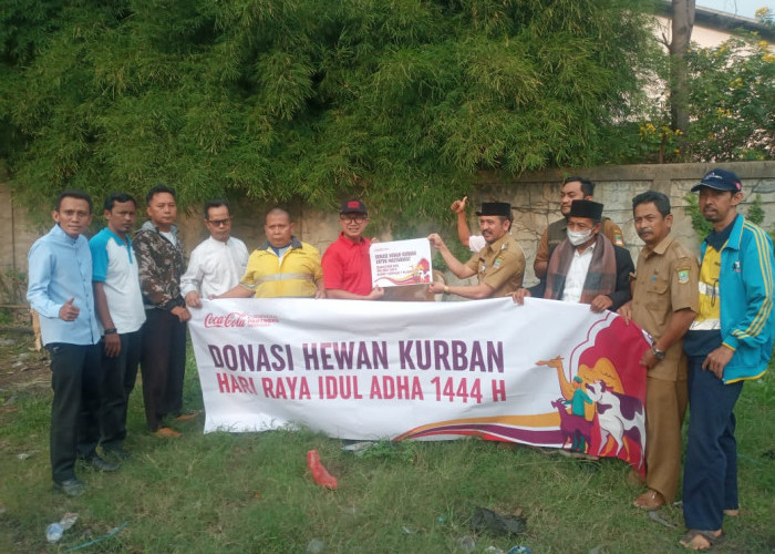 CCEP Indonesia Donasikan Hewan Kurban, 100 Kambing dan 12 Sapi, Silaturahmi Semakin Kuat