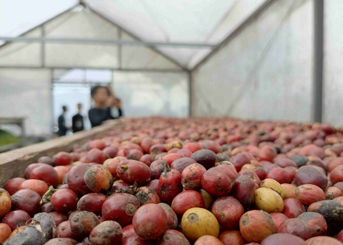 Meretas Sunyi di Puncak Bumi Parahyangan, Kisah Petani Kopi Java Buana Ciremai Merebut Kedaulatan Rasa
