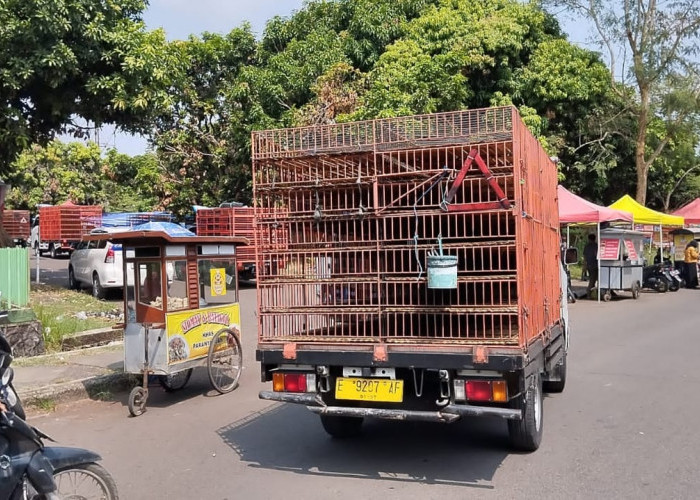 Pedagang Ayam Unjuk Rasa, Harga Masih Meroket, Idul Adha Bisa Tanpa Opor Nih... 