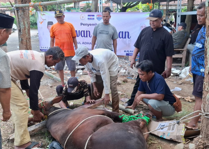 Herman Khaeron Gandeng H Agus Maksum Salurkan Hewan Kurban untuk Warga Pasaleman