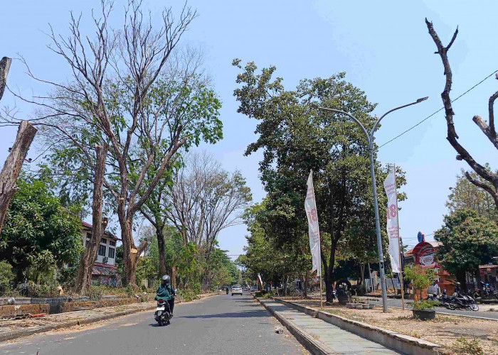 Hati-hati, Banyak Pohon Kering dan Lapuk Mudah Roboh