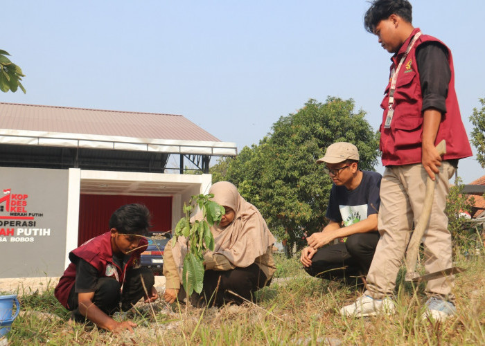 Peringati Hari Kemerdekaan, Mahasiswa KKN UIN Siber Cirebon Tanam 17.845 Pohon