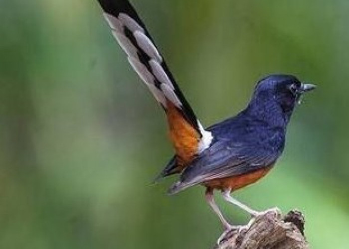 5  Voer Burung Terbaik dan Mengandung Nutrisi, Baik Bagi Burung Kicau Peliharaan Kamu 