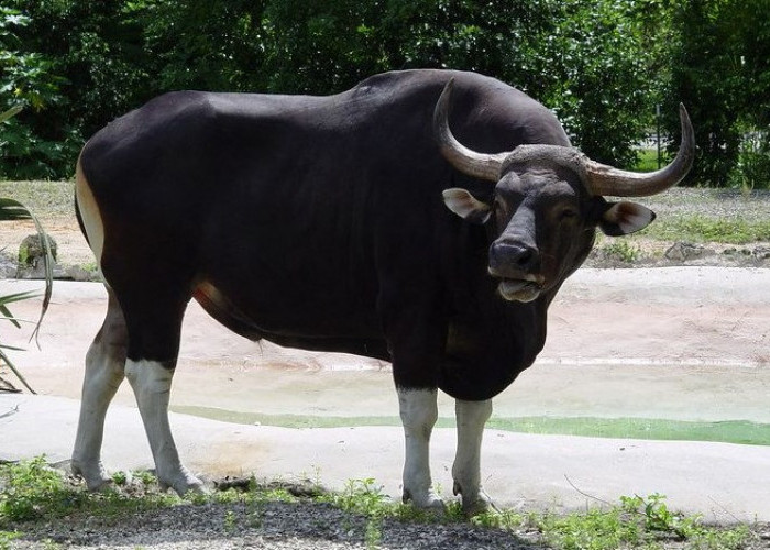 6 Fakta Unik Sapi Gaur, Si Sapi Perkasa Pendiam Namun Sangat Berbahaya 
