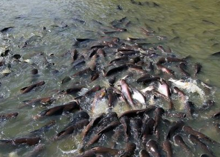 Pasti Joss, 4 Umpan Galatama Lele yang Ampuh Untuk Memancing Lele Galatama Babon 