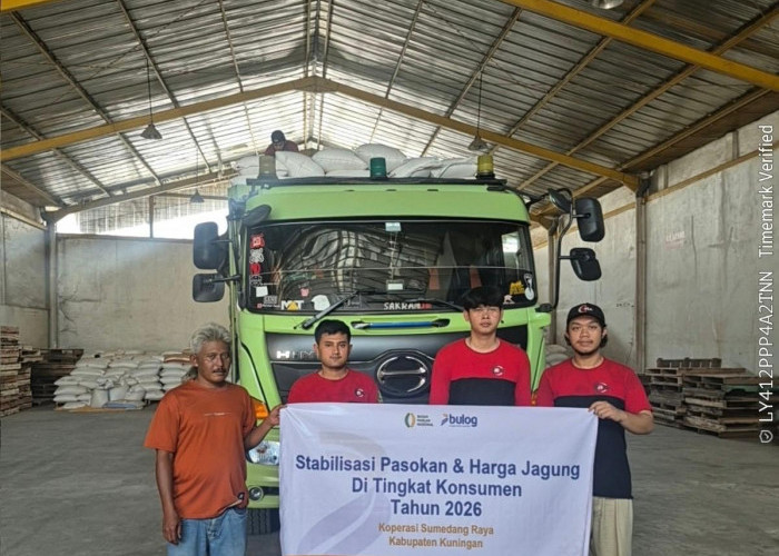 Perum Bulog Kancab Cirebon Salurkan SPHP Jagung Pakan di Kabupaten Kuningan