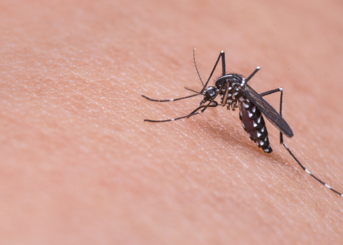 Pengaruh Perubahan Iklim dengan Perkembangbiakan Nyamuk