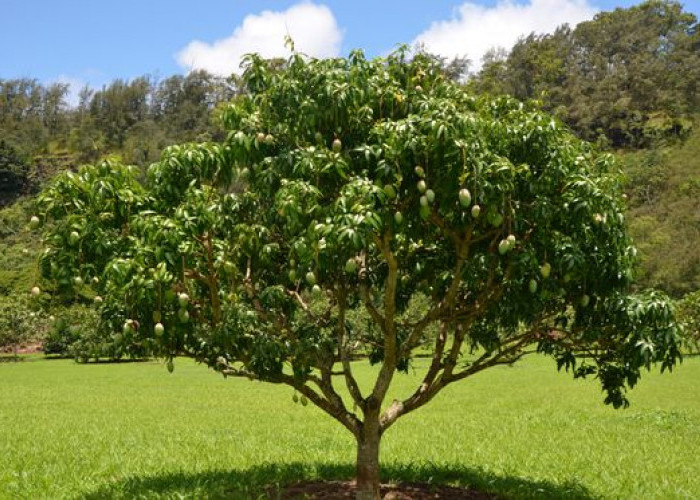 Raja Mangga Dunia: 8 Negara dengan Produksi Mangga Terbanyak, Indonesia Masuk Termasuk?