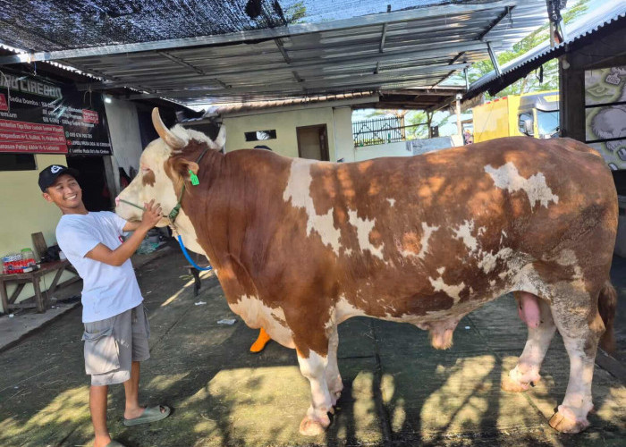 Pemkab Dapat Sapi Kurban Prabowo, Bobotnya Tembus 1 Ton Lebih