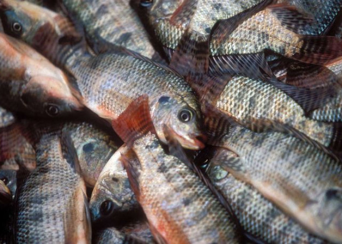 Trik Menghilangkan Bau Tanah pada Ikan Nila Sebelum Dimasak Agar Daging Lebih Gurih