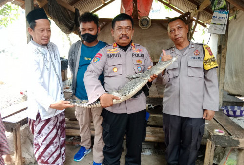 Warga Kaget, Mungkin Ini Anak Buaya Penunggu Sungai di Argasunya 