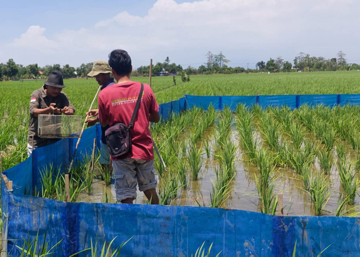 Jari Tangan Petani Tak Lelah Melawan Ancaman Sumber Pangan di Lumbung Padi