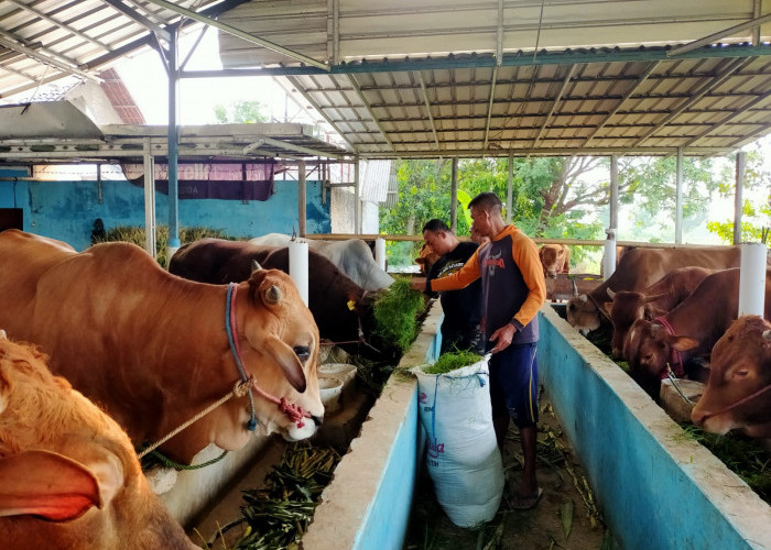 Cirebon Belum Bisa Penuhi Kebutuhan Sapi Kurban Sendiri