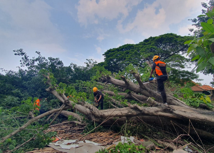 Pohon Tumbang Dominan Selama 2025, Disusul Rumah Ambruk