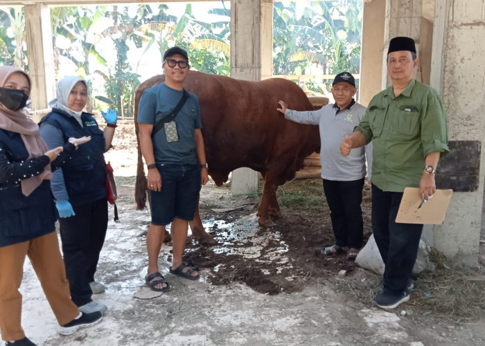 Warga RW 19 Larangan Timur Kurban Sapi Jenis Limosin 1,1 Ton, Lebih Berat dari Sapi Bantuan Presiden