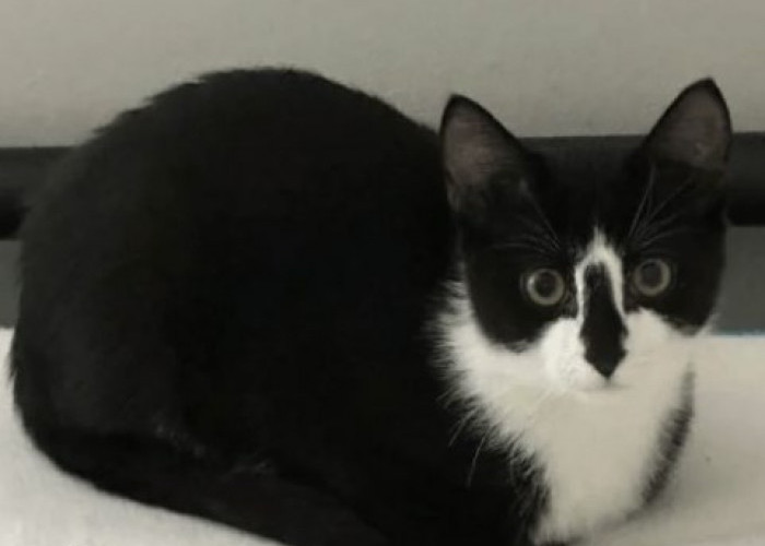  Apa Itu Cat Loaf, Dibalik Pose Menggemaskan Ternyata Memiliki Arti 