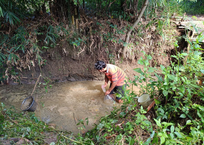 Minyak Goreng Cemari Sungai Argasunya, Ayam Mati Usai Minum Air Sungai Tercemar Minyak