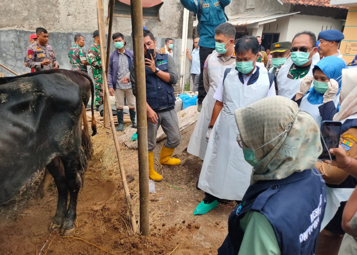 Jelang Idul Adha, 2.500 Lebih Hewan Kurban di Kota Cirebon Dinyatakan Sehat dan Layak Sembelih