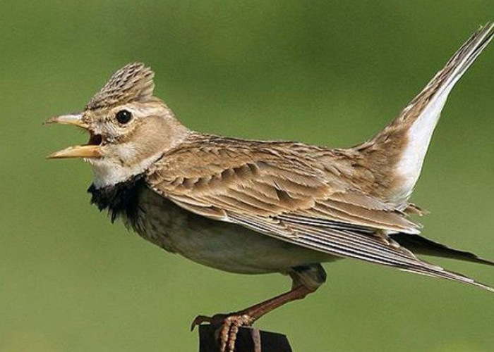 Masih Belum Banyak Diketahui, Cara Membedakan Burung Branjangan Jantan dan Betina 