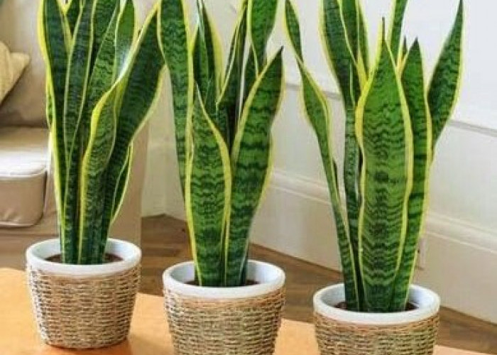 5 Rekomendasi Tanaman Hias Pembawa Keberuntungan yang Perawatannya Mudah 