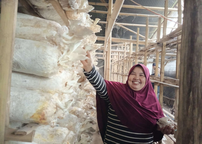 Kisah Perempuan Ahmadi Manislor Jaga Ketahanan Ekonomi Keluarga Lewat Budidaya Jamur Cokelat