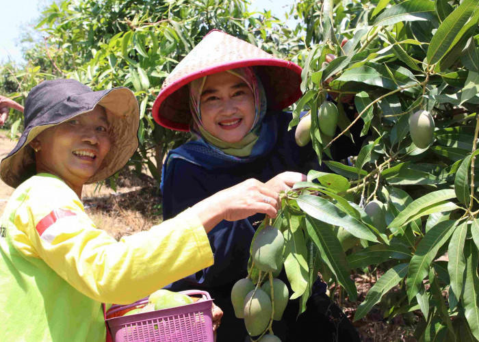 Siti Farida Panen Mangga bersama Poktan Hortipark Agrigardina
